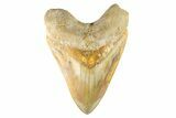 Serrated, Fossil Megalodon Tooth - Indonesia #279222-1